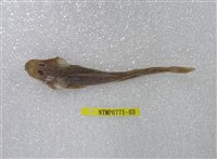 藏品(印度牛尾魚)的圖片